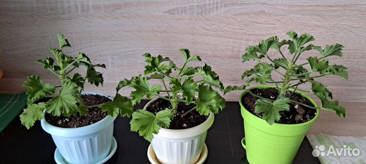 Пеларгония Ангел