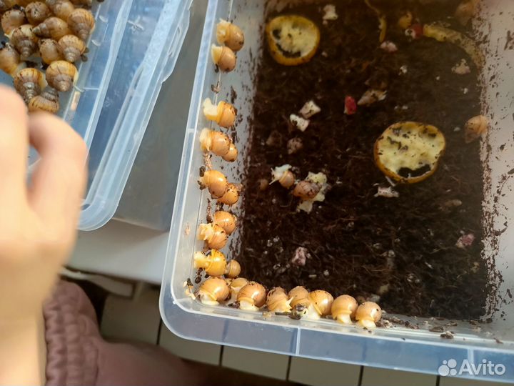 Улитка Ахатины