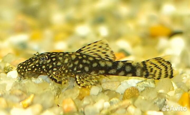 Сом анцитрус