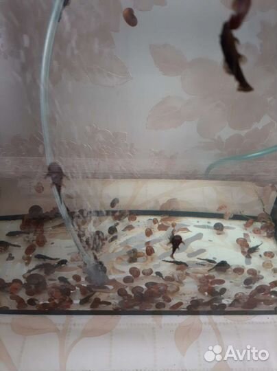 Сомики обмен- с моей доплатой