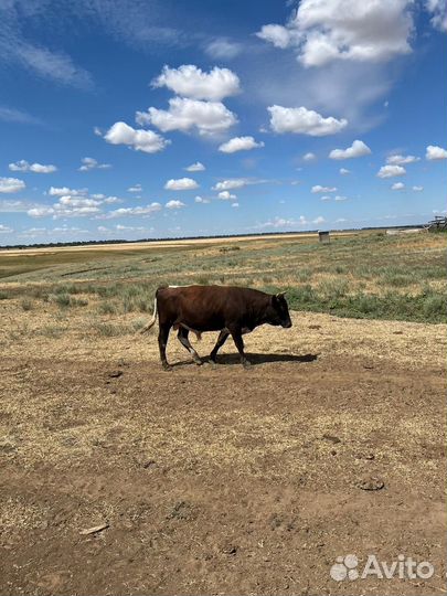 Бычки степные