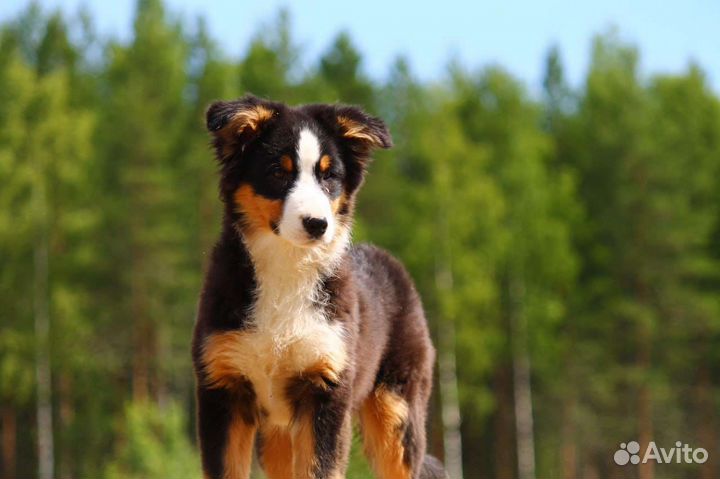 Щенки аусси