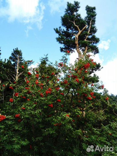 Экскурсии.Трансфер.Перевозки