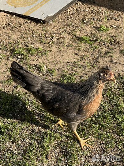 Цыплята маран, малин, лакеданзи, легбар, ливенские