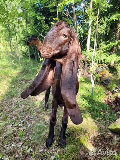 Козы Англо-нубийские, Камори