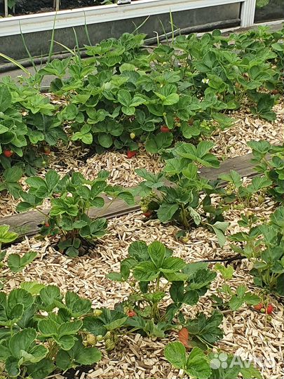 Щепа декоративная естественная и цветная