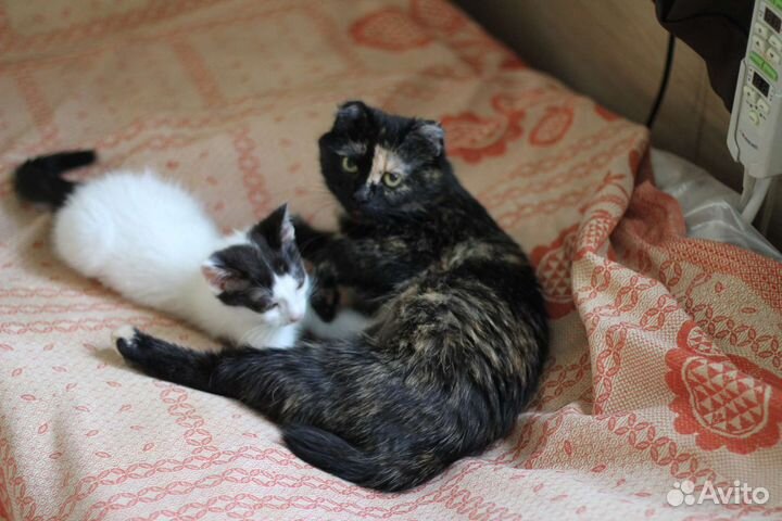 Кошка