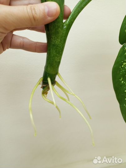 Диффенбахия крупный отросток с корнями