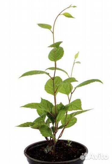 Китайский лимонник,тибетская малина, земклуника