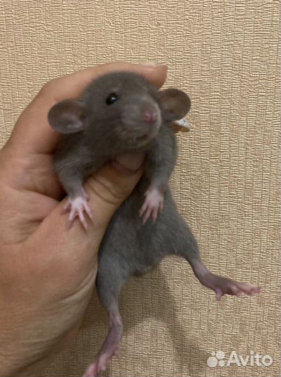 Крысята дамбо