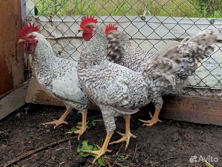 Продаю петухов чистопородных