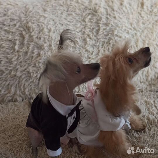 Продам щенков