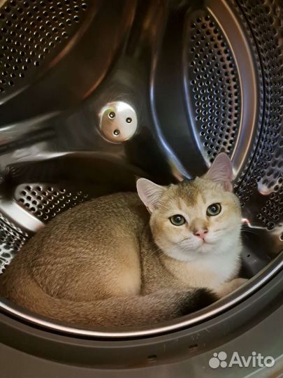 Британский котик