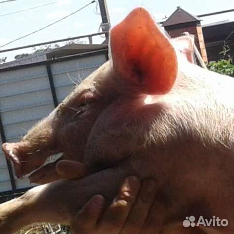 Поросята крупная белая