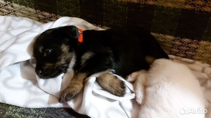 Щенки в добрые руки