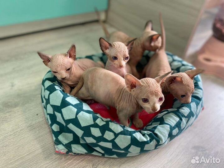 Сфинксы, эльфы, котята
