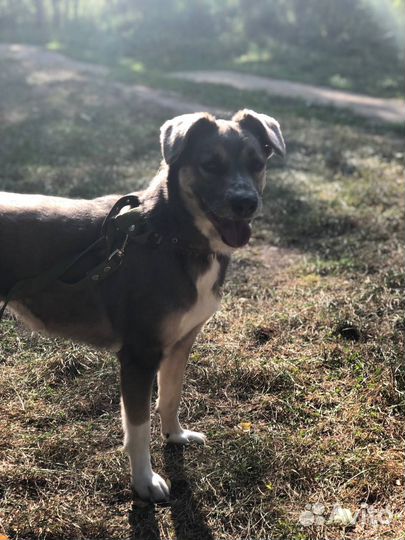 Я - Юсси.И мне очень страшно в приюте.Собака в дар