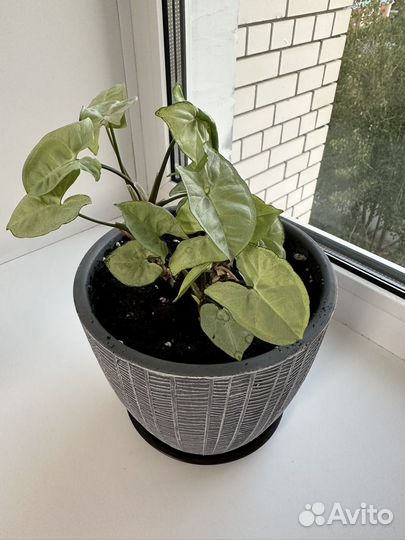 Сигнониум, весь цветок без горшка