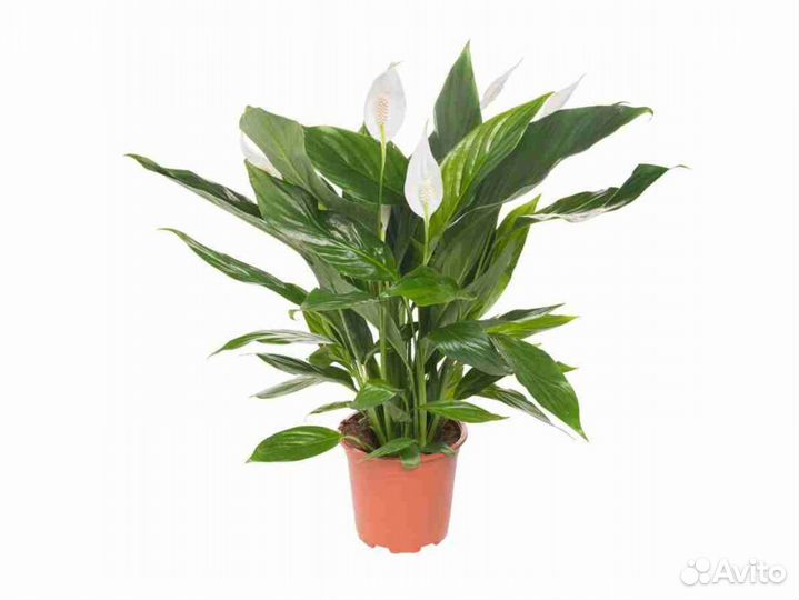 Спатифиллум Конкорд 13/45 см
