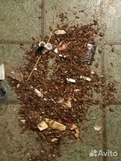 Частный Честный Дезинфектор (Тараканы Клопы)