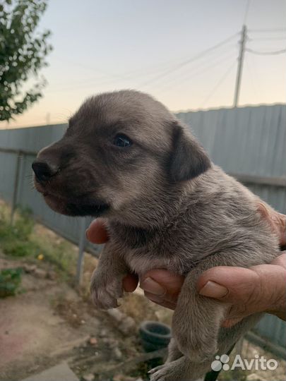 Собака в добрые руки отдам бесплатно