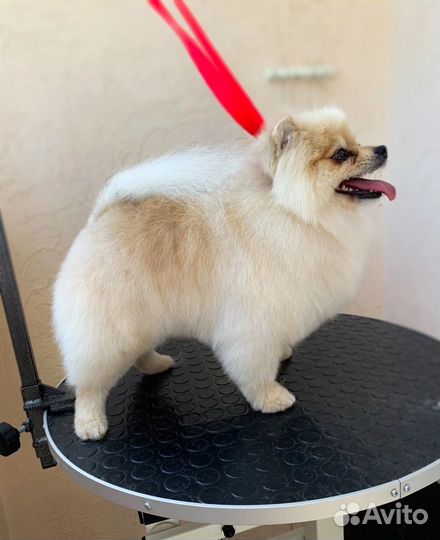 Стрижка собак и кошек (Груминг)