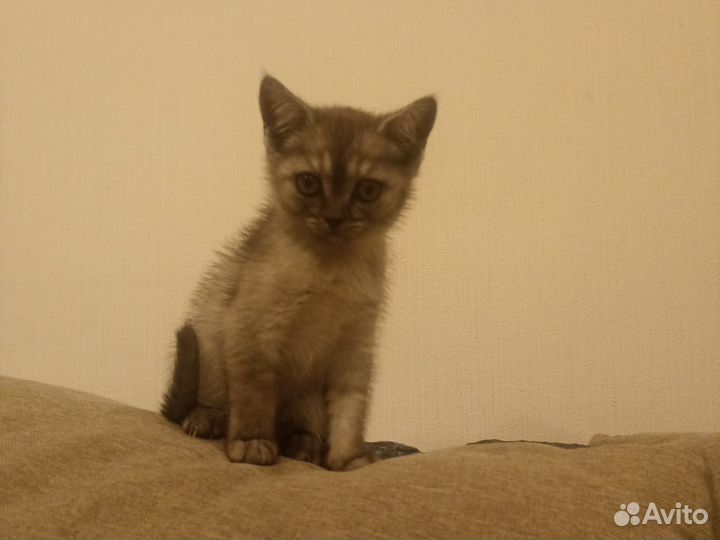 Британские котята