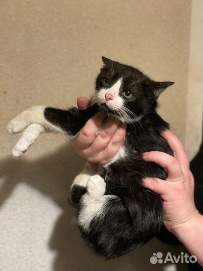 Ищем дом этому бедолаге