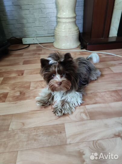 Передержка любых животных от хомячков до дикарей