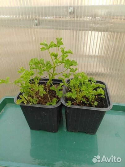 Пеларгония ангел Michail