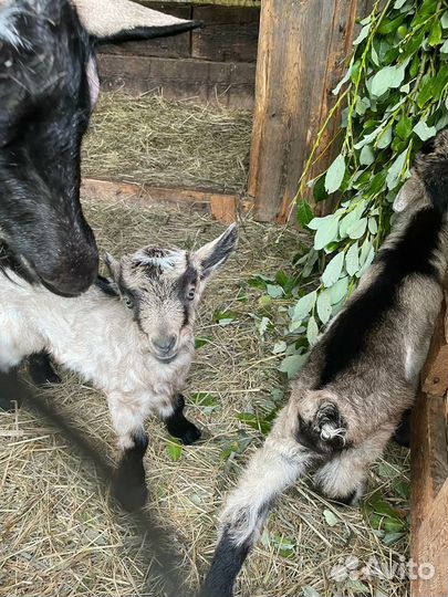 Альпийские козлята