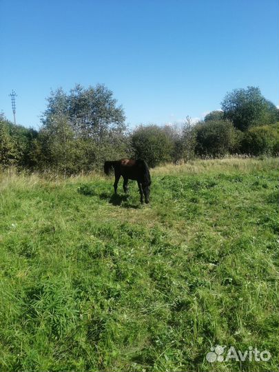 Продам кобылу