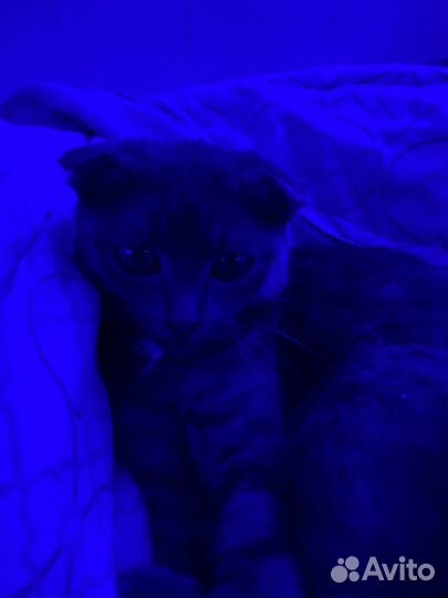 Шотландская вислоухая кошка бесплатно