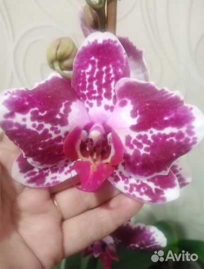 Орхидеи фаленопсис