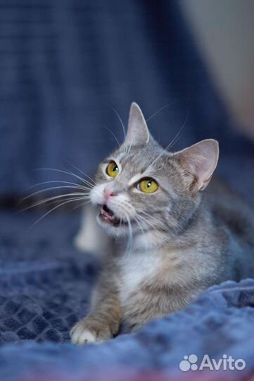 Ласковая кошка