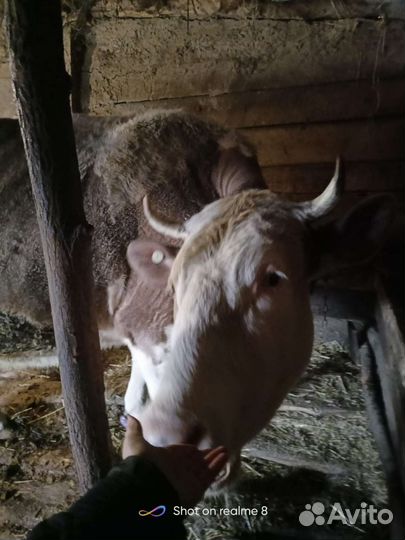 Корова,телка