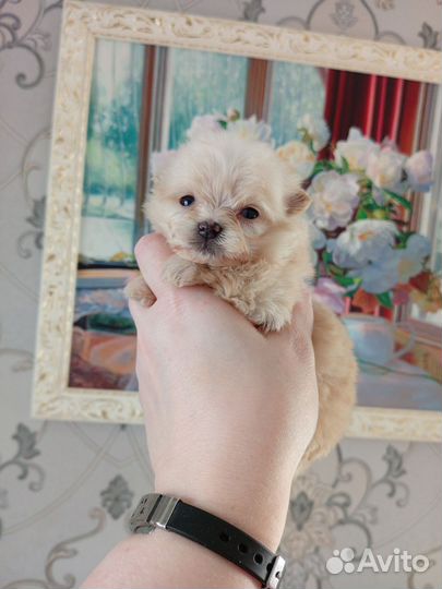 Мальтипу помапу