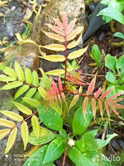 Рябинолистник