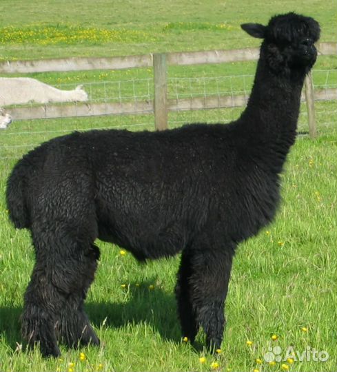 Ламы Альпака