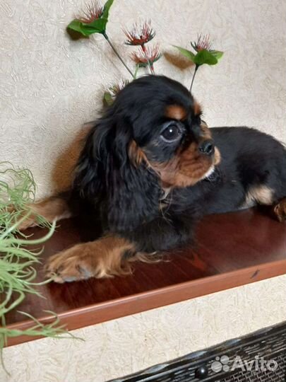 Щенки кавалерушки ккчс