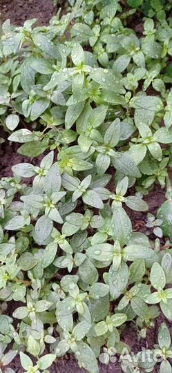 Львиный зев рассада