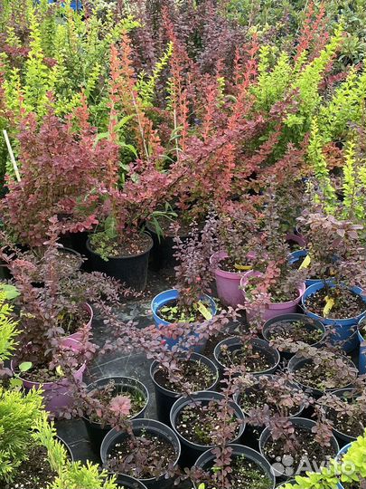 Декоративные растения для сада