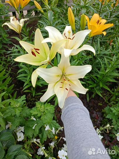 Луковицы лилий