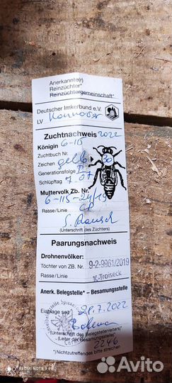 Плодные пчеломатки Карника F1