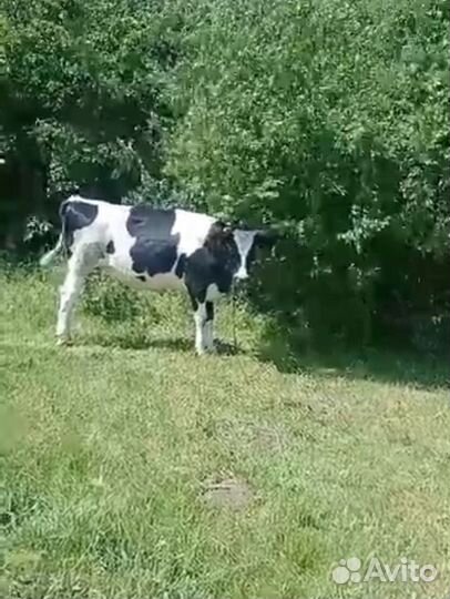 Коровы и телки