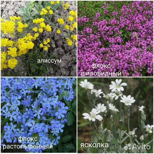 Многолетники