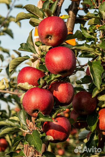 Яблоки оптом