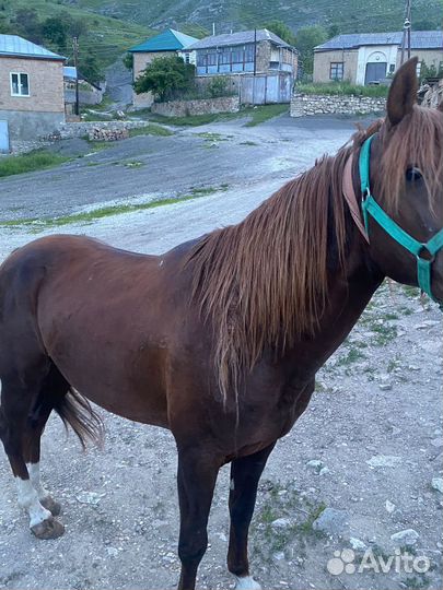 Продам лошадь