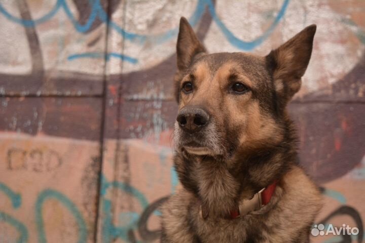 Фотоаппарат Nikon D5200 Kit AF-S DX nikkor 18-55mm