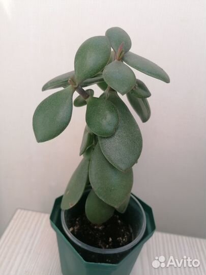 Крассула толстянка